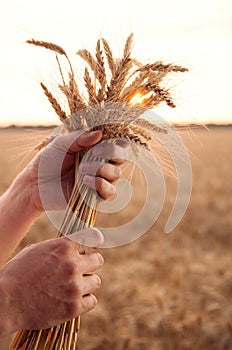 Man hand hold wheat ears on background of field