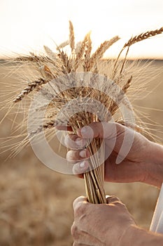 Man hand hold wheat ears on background of field