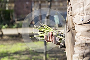 Man hand holding asparagus stems