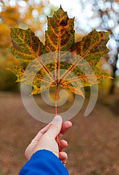 Man hand holding autumn colorful maple leaf agains path