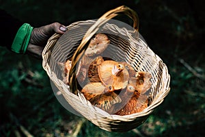 Man hand holding basket with picked bloody milk cap mushrooms photo