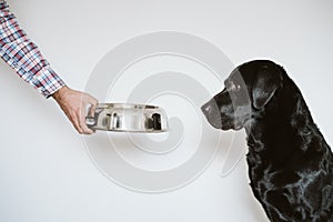 man hand holding a bowl of dog food. Beautiful black labrador waiting to eat his meal. Home, indoor