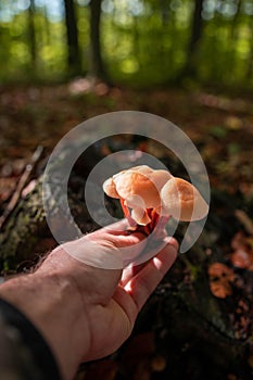 Man hand holding a bunch of wild orange mushrooms in the sunlight