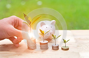 Man hand holding coin money cover growing plant and piggy bank with money coins in saving money.