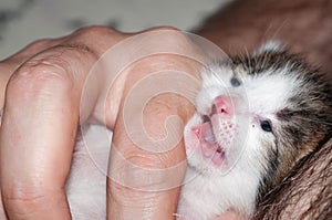 Man hand holding cute meowing newborn kitten at home