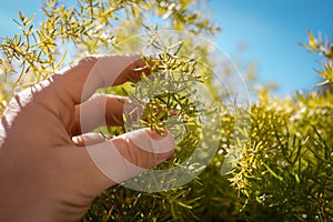 Man hand holding green plant with blue sky on the background home garden concept