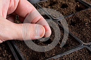 Man hand holding lavender seed and put in the flower pot with soil