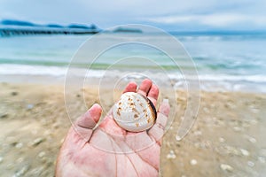 man hand holding nautilus shell against sea waves