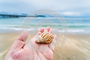 man hand holding nautilus shell against sea waves