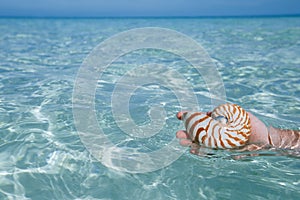 man hand holding nautilus shell in clear blue water sea,, shallow dof