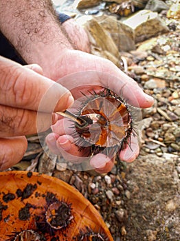 A man hand holding a sea urchin to eat its gonads