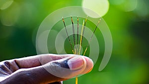 Man hand holding a spiny grass flower