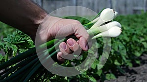 Man hand holding white onions outdoors close up.