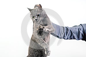 man hand holds a gray cat by the scruff of the neck. Home fluffy pet is guilty