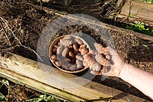 man hand holds jerusalem artichoke to grow in vegetable garden. planting sunroot on raised bed