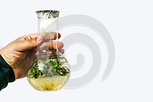 Man hand holds test tubes with microplants, micropropagation technology in vitro. White background for copy space