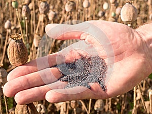 Man hand open poppy head in field. Check of poppy quality.