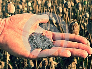 Man hand open poppy head in field. Check of poppy quality.