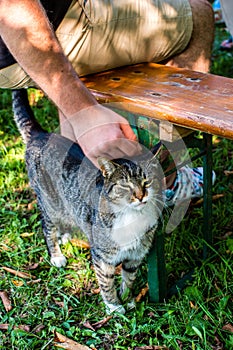 Man hand petting a cat head, cat is pleased with hand stroking. Love to animals
