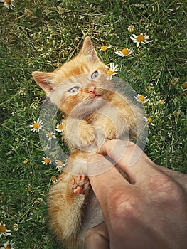 Man hand petting an orange kitten. Little ginger cat lying on his back among flowering chamomile, playing with his owner. Frisky