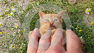 Man hand petting an orange kitten. Little ginger cat lying on his back among flowering chamomile, playing with his owner. Frisky