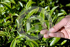 Man hand pick tea leaf photo