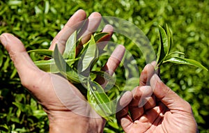 Man hand pick tea leaf photo