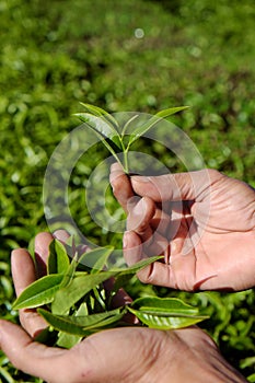 Man hand pick tea leaf photo