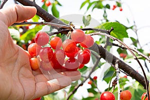 Man hand picking organic cherries in the tree - POV