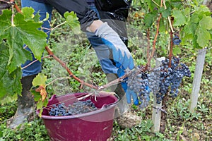 Man hand picking organic grapes from vine on autumn day vineyard harvest time at the countryside