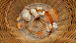 Man hand placing boleti mushrooms into wicker basket. The top view of basket fullfilmentv within mushroom hunting.