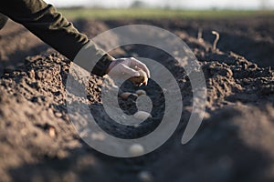 Man hand planting of potatoes into the ground. Seasonal work on a field. Rows of potatoes. Concept of agricultural.