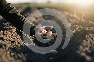 Man hand planting of potatoes into the ground. Seasonal work on a field. Rows of potatoes. Concept of agricultural.