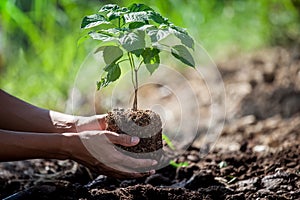 Man hand planting young tree on black soil