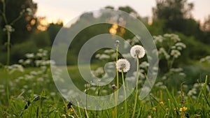 Man hand pluck field weed