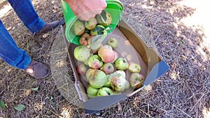 Man hand put apples in box in garden