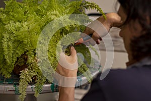 Man hand with scissors to prune fern