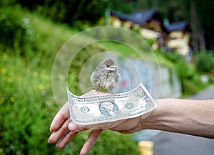 man hand with a small bird and one dolar. photo