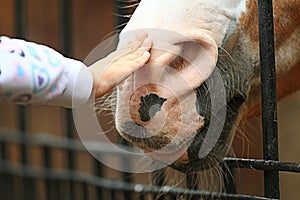 Man hand stroking horse