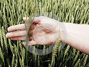 Man hand touch weed in wheat field. Young green wheat