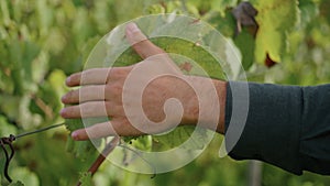 Man hand touching grapevine yellow leaves walking grape plantation close up.