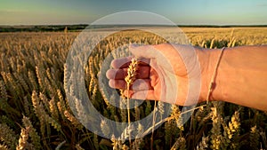 Man hand touching spikelets of yellow ripe wheat on golden field during sunny autumn day. Spikes of organic rye swaying