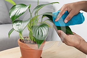 Man hand wipe the dust from the leaves of plant
