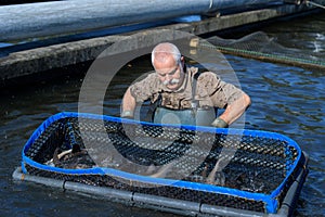 Man handling fishes inside fishing net at fishfarm photo