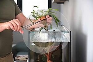 Man hands cutting the pot to plant new aquarium plant, cryptocoryne x willisii.