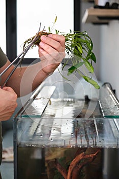 Man hands cutting the pot to plant new aquarium plant, cryptocoryne x willisii.