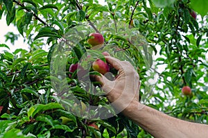 Man hands gathering plums. Rural scene