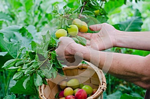 Man hands gathering plums. Rural scene