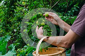 Man hands gathering plums. Rural scene