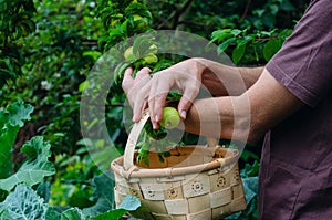 Man hands gathering plums. Rural scene